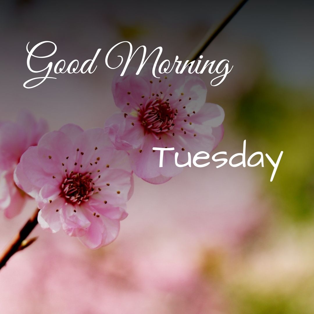 ᐅ121+ Good Morning Tuesday Images for Whatsapp Free Download